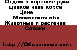 Отдам в хорошие руки щенков кане корса › Цена ­ 10 000 - Московская обл. Животные и растения » Собаки   